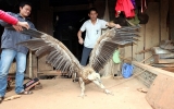Bắt được chim cực lớn chưa từng biết tới ở Việt Nam