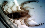 Rare scorpion discovered in central Vietnam