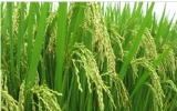 Prospects for Vietnam’s agriculture in 2012