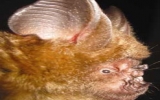 A new species of bat discovered in Vietnam