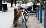 Chó trông xe đạp cho chủ nhân