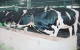 Các hộ chăn nuôi bò sữa ở xã Long Tân, huyện Dầu Tiếng: Làm ăn hiệu quả nhờ có tổ hợp tác