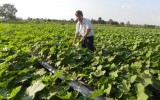 Over VND2bln spent on helping farmers in economic development