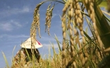 Rice exports to China surge