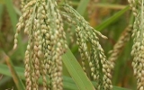 Nghiên cứu giống lúa thích ứng biến đổi khí hậu
