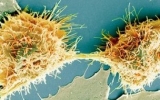 Cancer: 'Book of knowledge' published