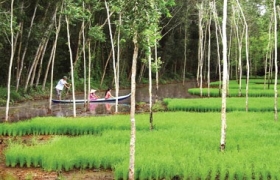 Rừng tràm U Minh Hạ mở cửa trở lại