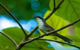 Rare bird species appear in Kon Tum