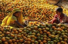Global food prices up, poor at risk: World Bank