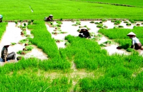 Tín dụng ngân hàng: Đòn bẩy của nông nghiệp nông thôn