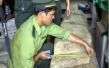 Đốn gỗ sưa ở Quảng Bình: Đã tìm thấy 1 người chết