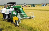 Ban hành Nghị định về quản lý, sử dụng đất trồng lúa