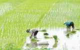 Hạn chế tối đa chuyển đổi đất chuyên trồng lúa nước