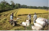 Nation predicted to export 7.2 mln tonnes of rice this year