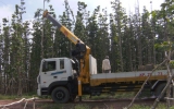 Tree planting holiday held constantly