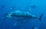 Cá ngừ mang phóng xạ từ Nhật sang Mỹ