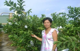 Ổi ngọt Đài Loan trên đất Bình Dương