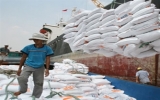Xuất khẩu gạo tiếp tục gặp khó