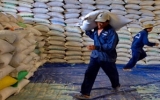Philippines có thể nhập 100.000 tấn gạo Việt Nam
