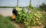 Huyện Tân Uyên: Mưa lớn ngập úng hơn 200 ha đất sản xuất nông nghiệp
