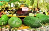 Annual fruit festival juices up Ho Chi Minh City