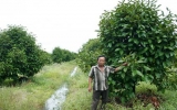 Thanh Tuyen makes change from fruit orchards