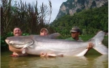 Giant fish in Mekong River