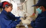 Công bố dịch cúm gia cầm H5N1 tại Điện Biên Phủ