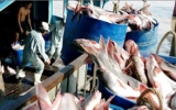 Mỹ nhất trí bãi bỏ chương trình giám sát cá tra và ba sa