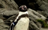 Nhật mở cuộc thi đặt tên cho chim cánh cụt đào tẩu