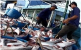 Mekong Delta tra fish exports keep rising