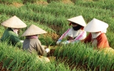 Models of safe vegetables signal optimism