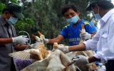 Phát hiện dịch cúm H5N1 trên gia cầm ở Quảng Bình