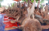 Chuẩn bị phục dựng bộ xương cá voi lớn nhất Đông Nam Á