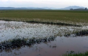N. Korea flood death toll rises to 88: state media