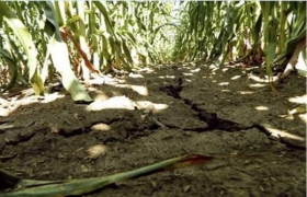 World Bank says rising food prices a concern, ready to help