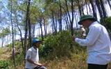 Cháy rừng thông 35 năm tuổi trên núi Ngự Bình