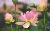 Lotus-themed photo contest kicks off