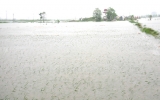 Mưa liên tiếp, hàng ngàn hecta lúa bị ngập úng khó phục hồi