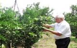 Mandarin orchard winged success of a farmer