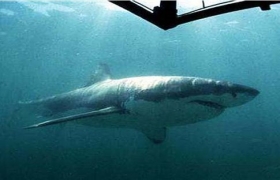 Floating robot helps track great white sharks