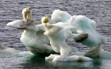 Băng ở Bắc Cực giảm xuống mức thấp kỷ lục