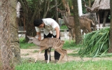 Ngựa vằn vườn thú Khu du lịch Đại Nam sinh con
