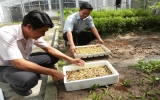 Xã Phú Chánh (Tân Uyên) tổ chức tập huấn trồng rau mầm sạch cho hội viên nông dân