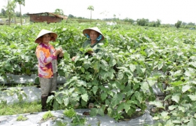 Hóa đất hoang thành nơi màu mỡ