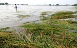 Mưa lớn gây nhiều thiệt hại tại Đồng bằng sông Cửu Long