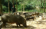 Phú Giáo: Xây dựng nông thôn mới từ “đòn bẩy” kinh tế trang trại