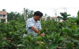 TX.Thuận An: Đẩy mạnh phát triển mô hình nông nghiệp đô thị