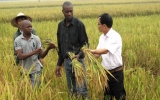 Mozambique học kỹ thuật làm lúa nước của Việt Nam