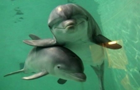 Philippines allows export of dolphins to Singapore